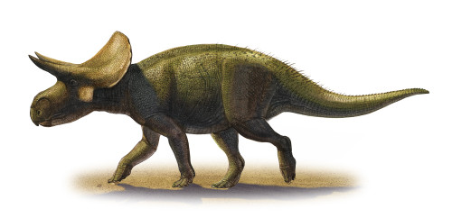 Turanoceratops tardabilis, a prehistoric era dinosaur from the Late Cretaceous period Poster Print - Item # VARPSTSKR100066P