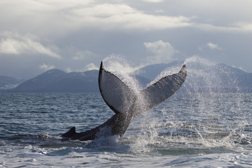 Humpback Whale Tail Slapping Surface Of Prince William Sound, Southcentral Alaska, Spring PosterPrint - Item # VARDPI2096200