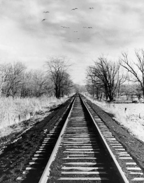 Railroad track passing through a landscape Poster Print - Item # VARSAL25516382