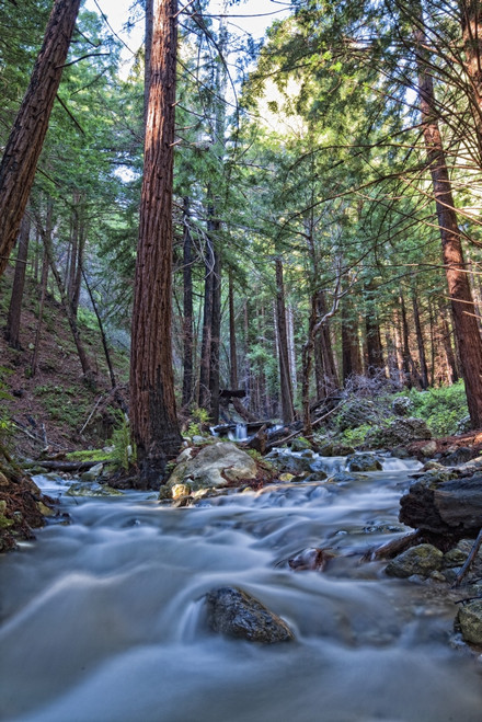 Stream In Limekiln State Park, California PosterPrint - Item # VARDPI2037398