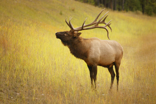 Elk, Jasper, Alberta, Canada PosterPrint - Item # VARDPI1765036