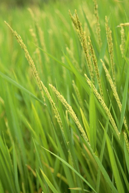 Indonesia, Bali, Close-Up Of Green Rice Plants PosterPrint - Item # VARDPI1994123
