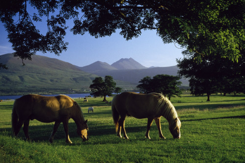 Killarney,Co Kerry,Ireland;Two Horses Grazing In A Paddock PosterPrint - Item # VARDPI1838949