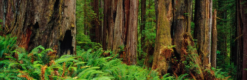Trees and plants in a forest, Prairie Creek Redwoods State Park, California, USA Poster Print - Item # VARPPI171372