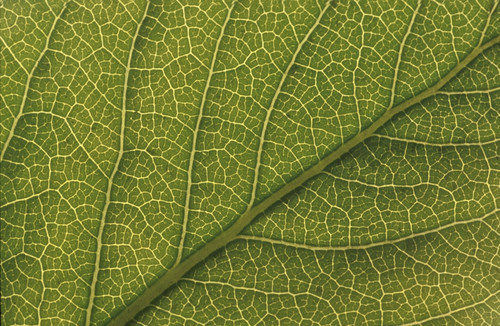 Studio Closeup Green Cottonwood Leaf Pattern PosterPrint - Item # VARDPI2155395