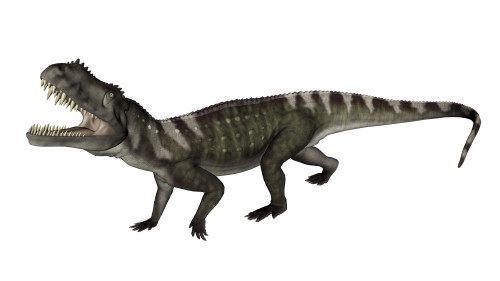Prestosuchus dinosaur roaring, white background Poster Print - Item # VARPSTEDV600200P