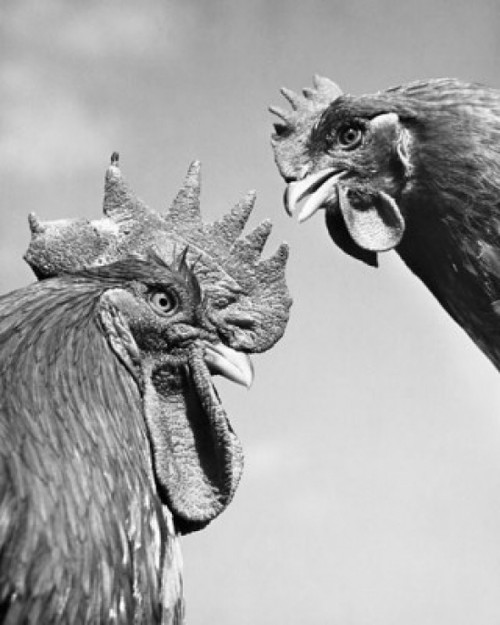 Close-up of two roosters Poster Print - Item # VARSAL25525967
