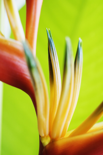 Absttract Close-Up View Of Heliconia PosterPrint - Item # VARDPI1995570