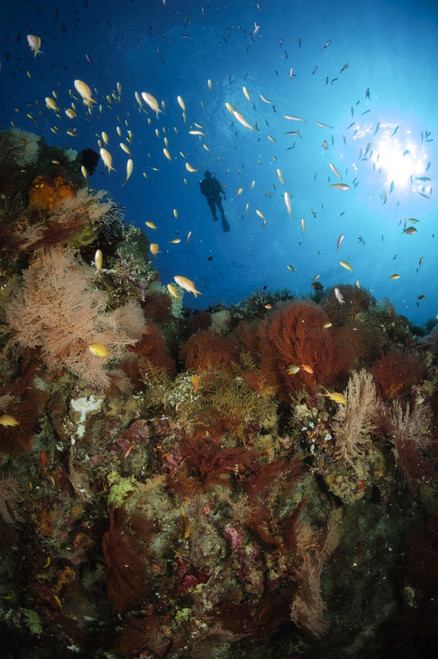 Diver over reef seascape, Indonesia Poster Print - Item # VARPSTTSW400103U