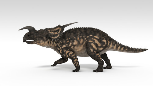 Einiosaurus dinosaur, white background Poster Print - Item # VARPSTKVA600731P