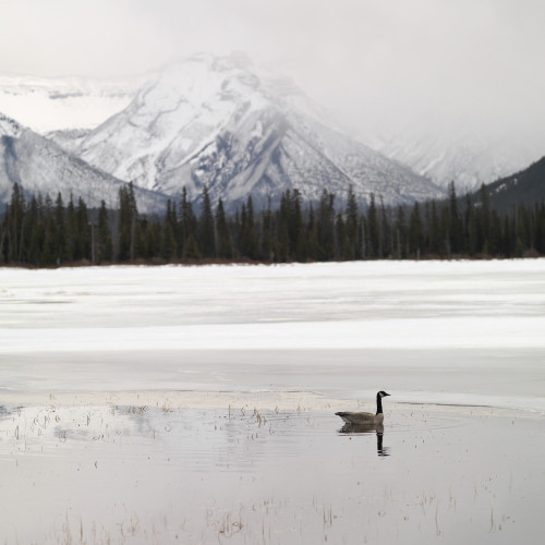 Winter Landscape, Banff National Park, Alberta, Canada PosterPrint - Item # VARDPI1853112