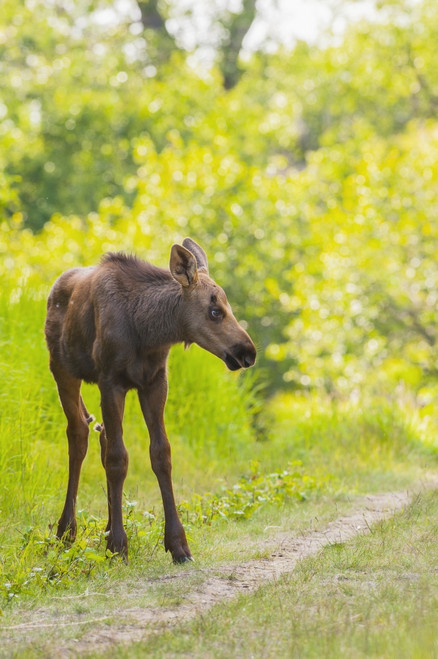 Moose calf in Kincaid Park, Anchorage, Southcentral Alaska, summer PosterPrint - Item # VARDPI12288642