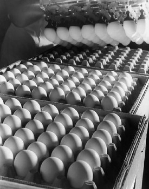 Machine placing eggs in egg cartons Poster Print - Item # VARSAL25537803