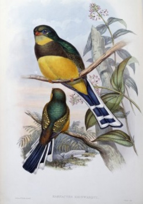 Reinwardt's Trogon John Gould Poster Print - Item # VARSAL900139685