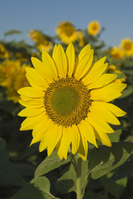 Sunflower PosterPrint - Item # VARDPI1834425