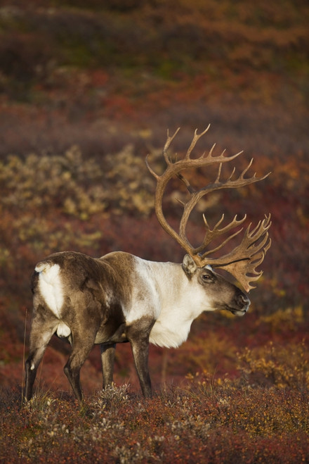 Bull Caribou On Autumn Tundra In Denali National Park, Interior Alaska PosterPrint - Item # VARDPI2093241