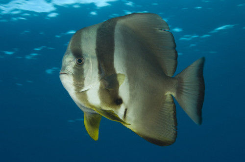 Longfin spadefish, Fathers reef, Kimbe Bay, Papua New Guinea Poster Print - Item # VARPSTSJN400207U
