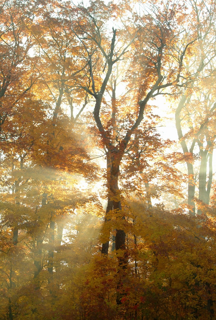 Sun Breaking Through Trees PosterPrint - Item # VARDPI1764308