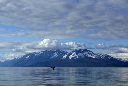 Humpback Whale Fluking In Lynn Canal, Inside Passage, Southeast Alaska, Summer PosterPrint