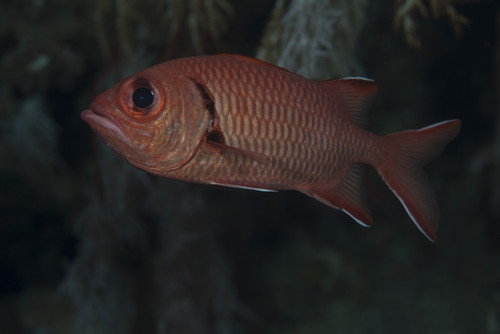 A bigscale soldierfish, Beqa Lagoon, Fiji. Poster Print