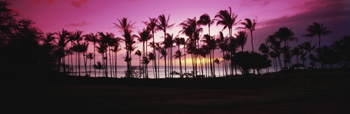 Tropical sunset with magenta sky and palm trees in Kapalua Bay; Maui, Hawaii, United States of America PosterPrint - Item # VARDPI2426178