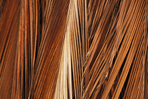 Hawaii, Molokai, Kapuaiwa Coconut Grove, Close-Up Of Coconut Palm Fronds PosterPrint - Item # VARDPI1991310