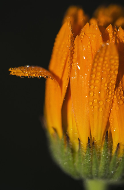 Dew settles on a calendula blossom; Astoria, Oregon, United States of America PosterPrint - Item # VARDPI2380942
