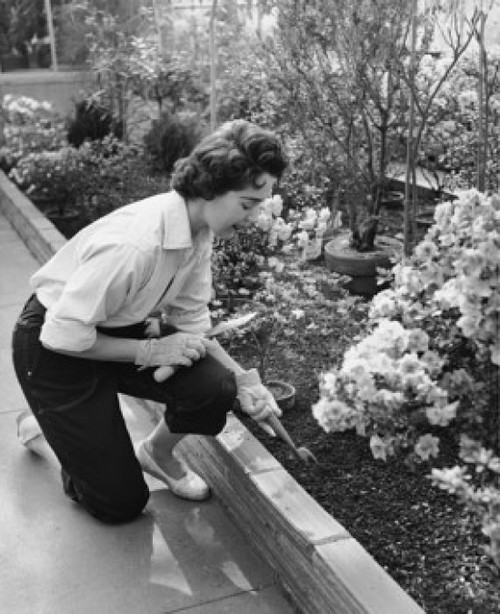 High angle view of a young woman gardening Poster Print - Item # VARSAL25517107