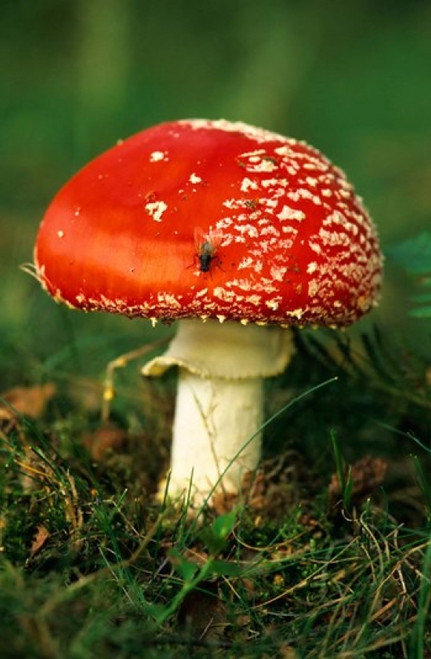 http://c328301.r1.cf1.rackcdn.com/PDDEU33DSL0026.jpg