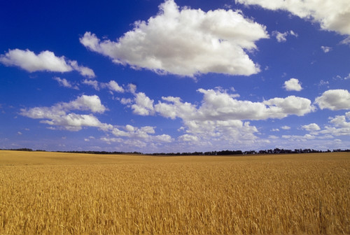 Spring Wheat Field, Tiger Hills, Manitoba PosterPrint - Item # VARDPI2025035