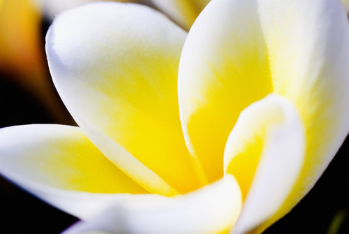 Thailand, Phuket, Kata Noi, Close Up Of Plumeria Flower. PosterPrint - Item # VARDPI1976810