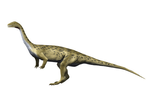 Saturnalia is a prosauropod dinosaur from the Triassic period Poster Print - Item # VARPSTNBT100180P