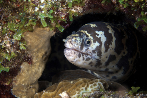 A chain moray eel peers out of its hole, Bonaire, Caribbean Netherlands Poster Print - Item # VARPSTTMO400036U