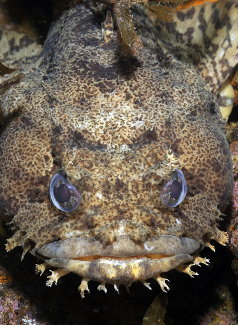 oyster toadfish drawing