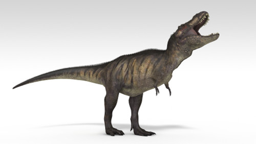 Tyrannosaurus Rex, white background Poster Print - Item # VARPSTKVA600766P