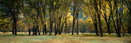 Trees in autumn, Yosemite Valley, Yosemite National Park, California, USA Poster Print - Item # VARPPI32851