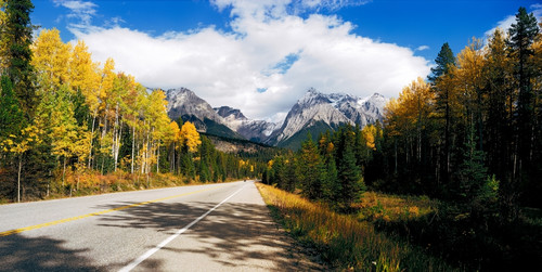 Road passing through a forest, Yoho National Park, Alberta, British Columbia, Canada Poster Print - Item # VARPPI154199