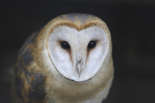 European Barn Owl (Tyto Alba) PosterPrint - Item # VARDPI2026268