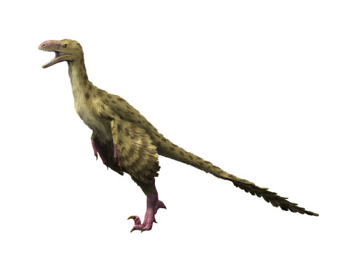 Dromaeosaurus dinosaur, white background Poster Print - Item # VARPSTNBT600096P