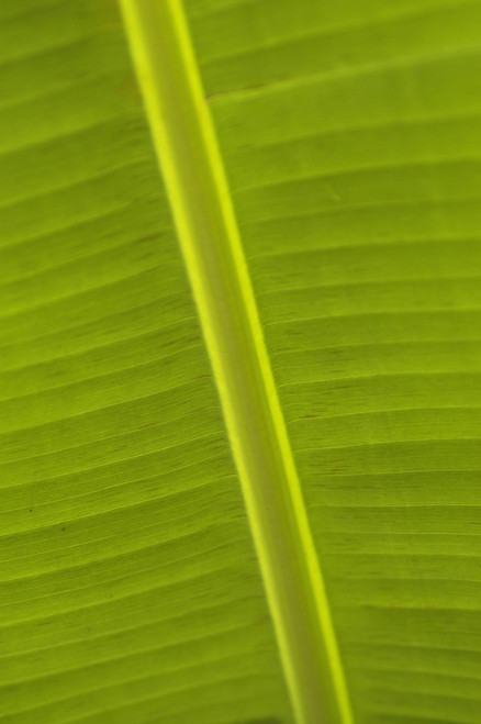 Detail Of Banana Leaf, Blue Mountains, Jamaica. PosterPrint - Item # VARDPI2284346