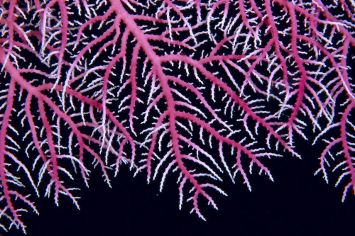 Papua New Guinea, Lace Coral (Stylaster Sp?) Close-Up B1921 PosterPrint - Item # VARDPI1998418