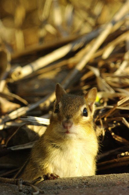 Eastern Chipmunk, Tamias Striatus, Les Cedres, Quebec, Canada PosterPrint - Item # VARDPI2054246
