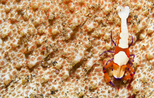 Emperor Shrimp on sea cucumber, Bunaken National Park, Sulawesi, Indonesia Poster Print - Item # VARPSTSJN400478U