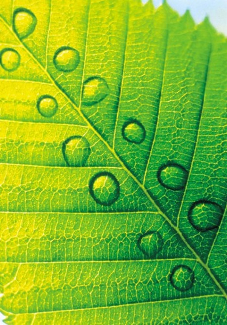 Extreme Close Up of Leaf Vein with Droplets Poster Print by Panoramic Images (17 x 24) - Item # PPI126837