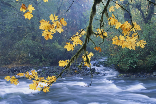 Oregon, Cascade Mountain Range, Yellow Autumn Leaves With Stream PosterPrint - Item # VARDPI1996786