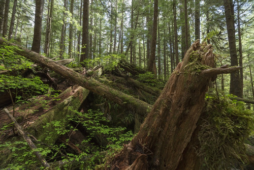 Avatar Grove; Tofino, British Columbia, Canada PosterPrint - Item # VARDPI5339066