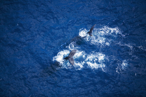 Hawaii, Maui, Humpback Whales, Aerial View. PosterPrint - Item # VARDPI1982790