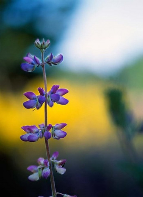 Lupine Flower Blossoms Poster Print by Panoramic Images (12 x 17) - Item # PPI100221