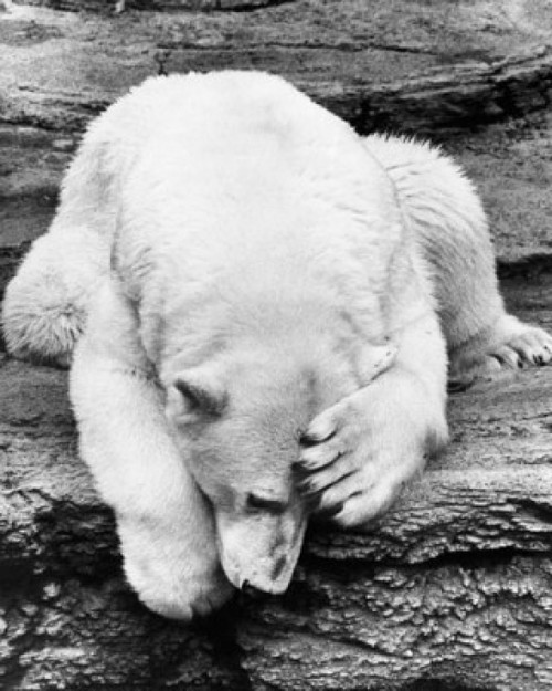 Close-up of a polar bear lying on a rock Poster Print - Item # VARSAL2554480