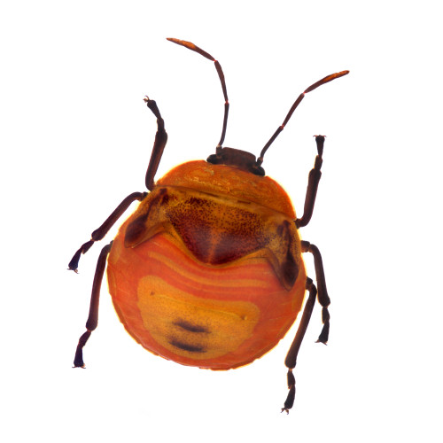 Henry Lin; Orange Stink Beetle PosterPrint